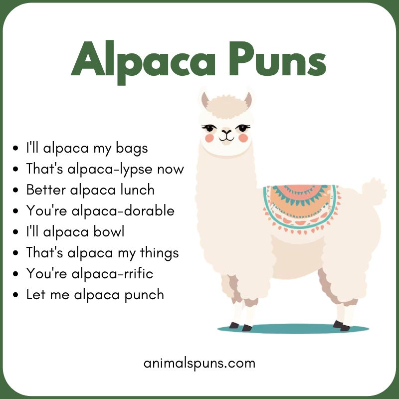 Cute Alpaca Puns for Animal Lovers: alpaca pun illustration