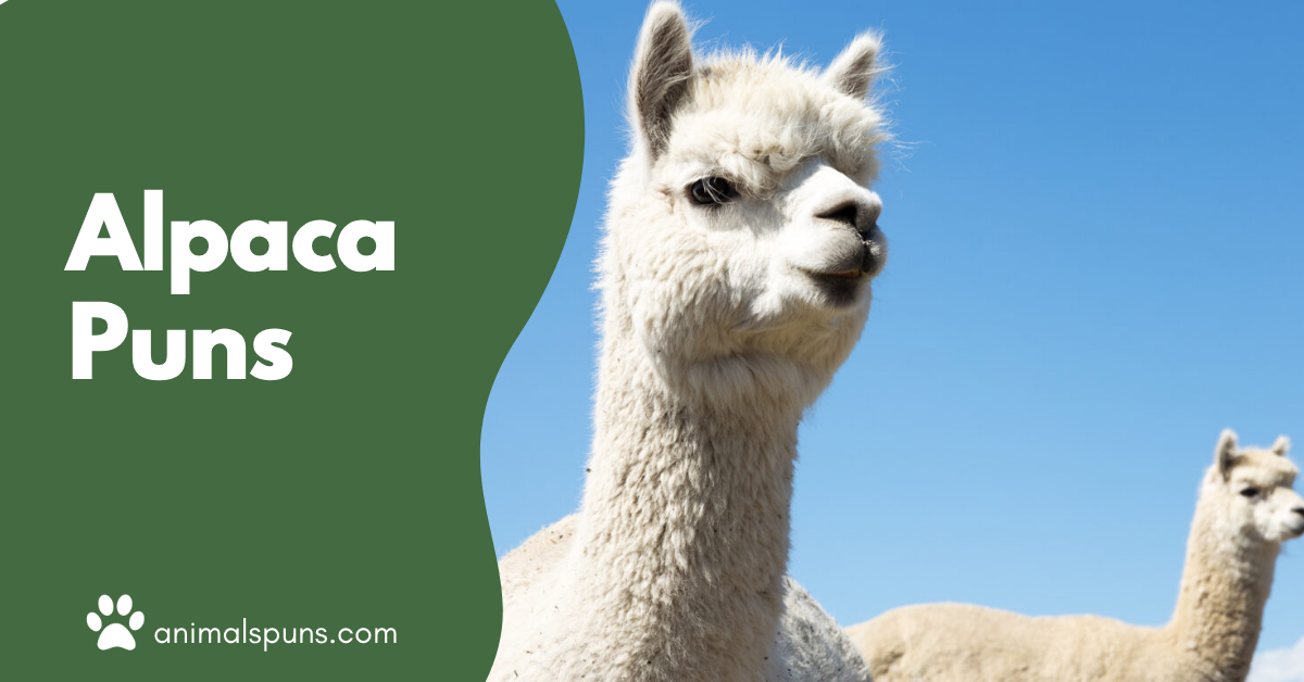 Alpaca puns