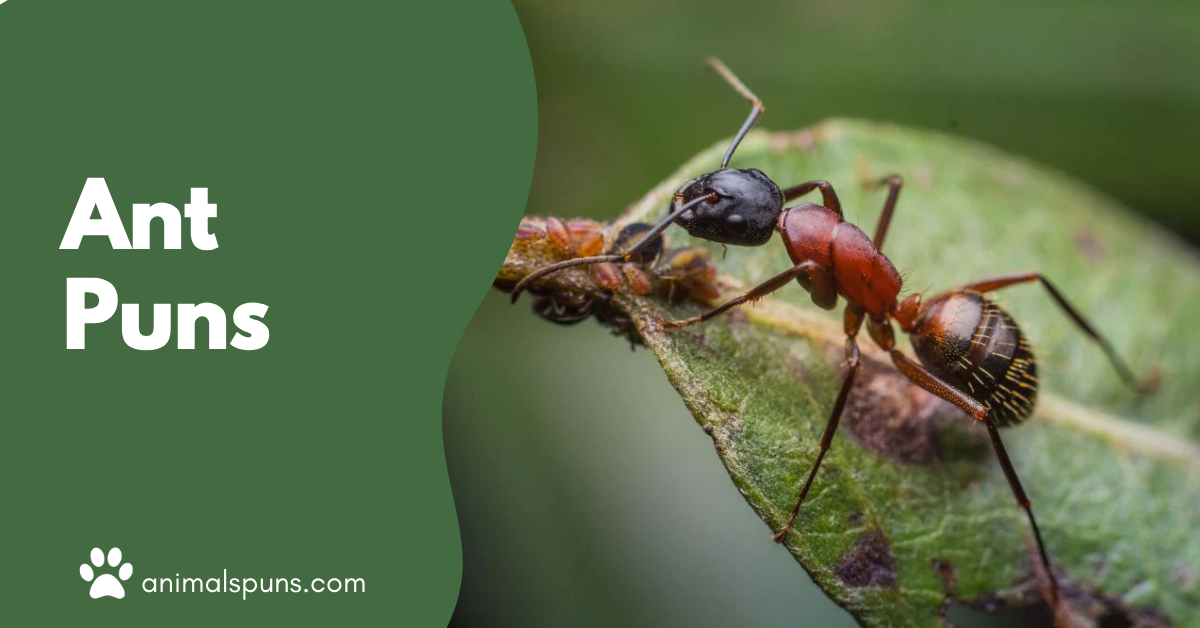 Ant puns