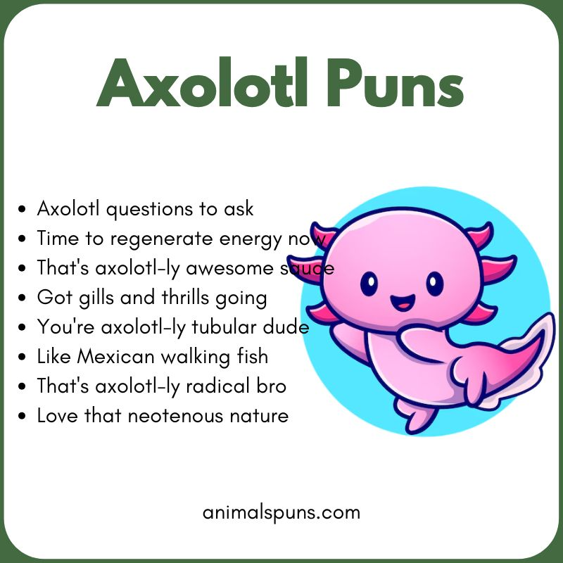 Cute Axolotl Puns for Kids: axolotl pun illustration