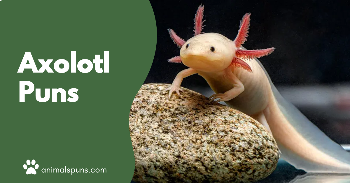 Axolotl puns