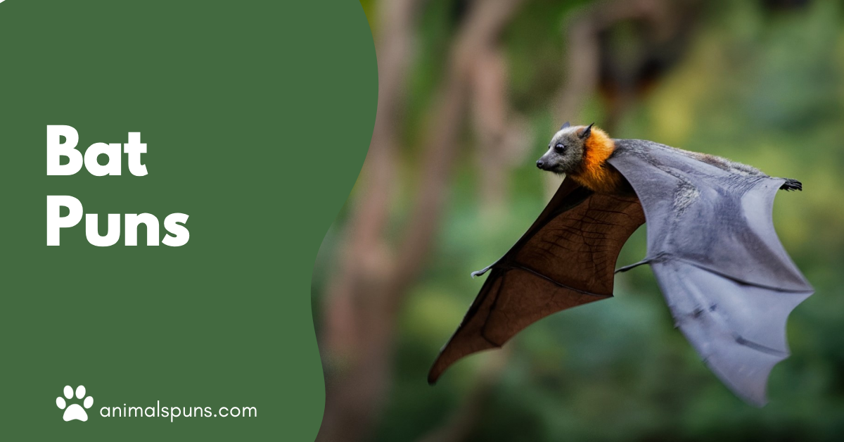 Bat puns