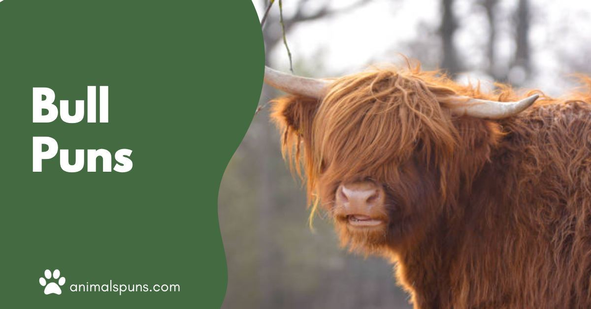 Bull puns