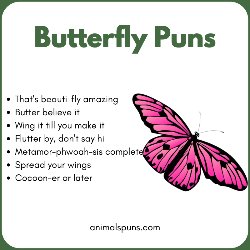 Best Butterfly Puns of All Time: butterfly pun illustration