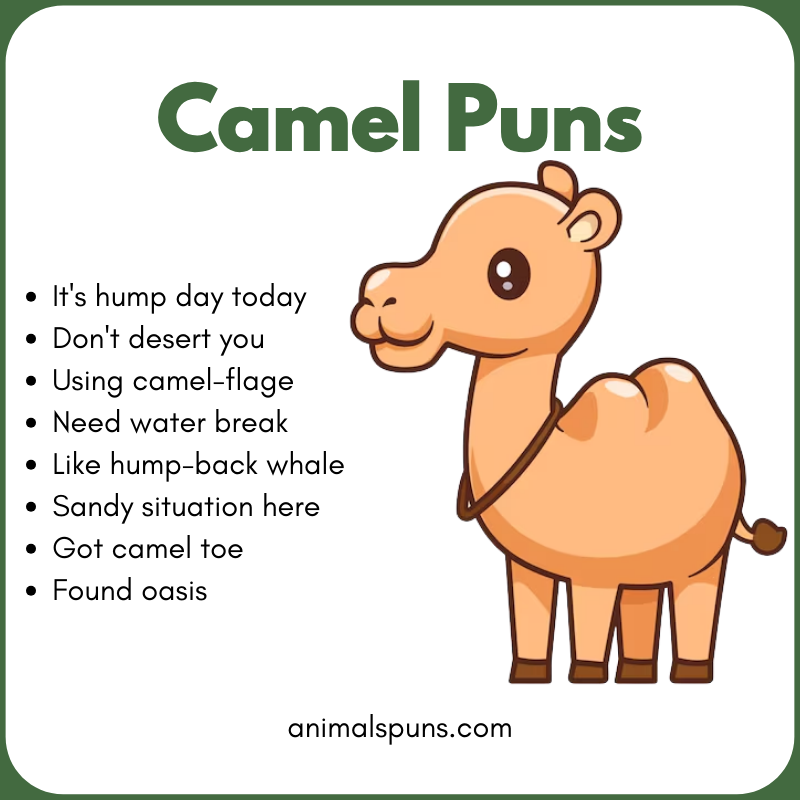 Best Camel Puns of All Time 🐫: camel pun illustration