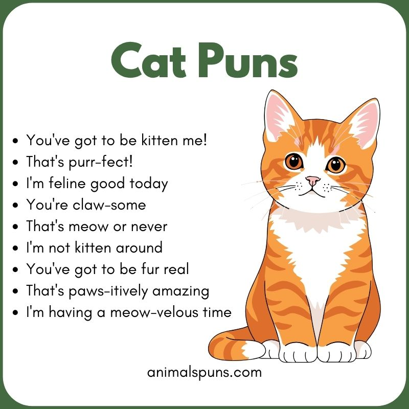 Short One-Liner Cat Puns: cat pun illustration