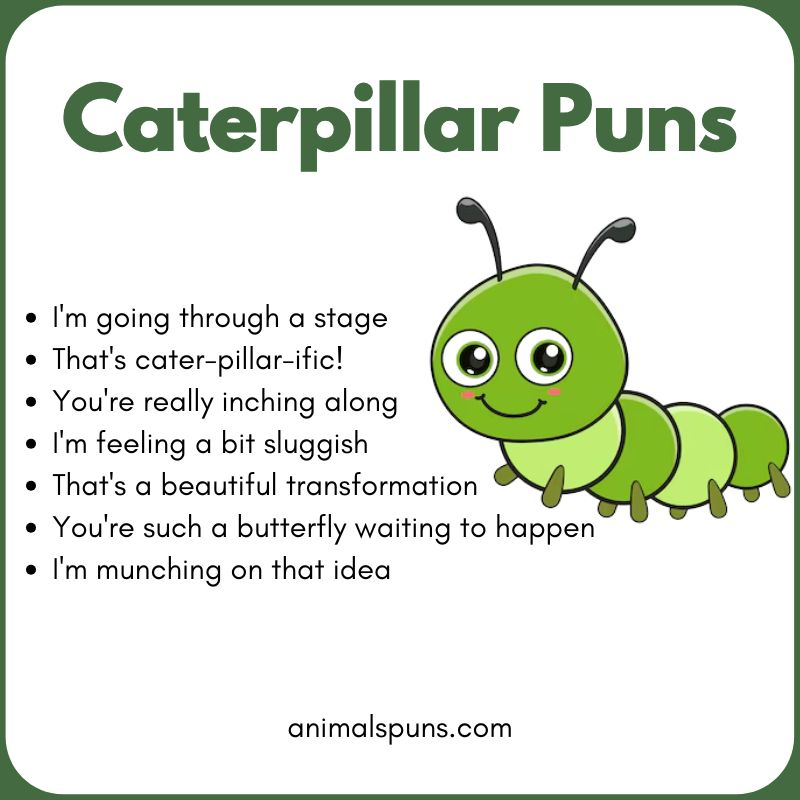 Short Caterpillar One-Liners: caterpillar pun illustration