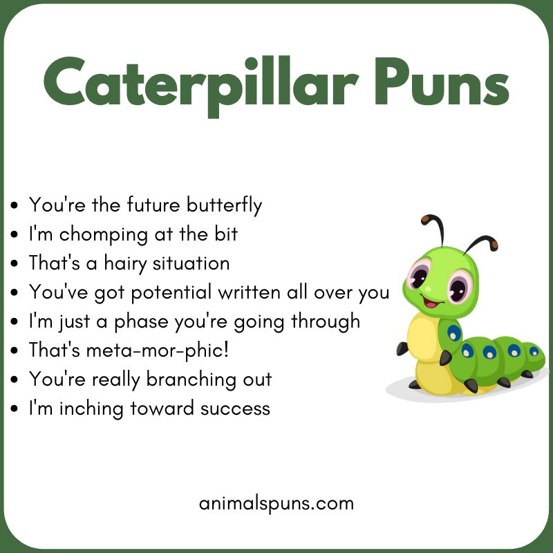Caterpillar Puns for Kids: caterpillar pun illustration