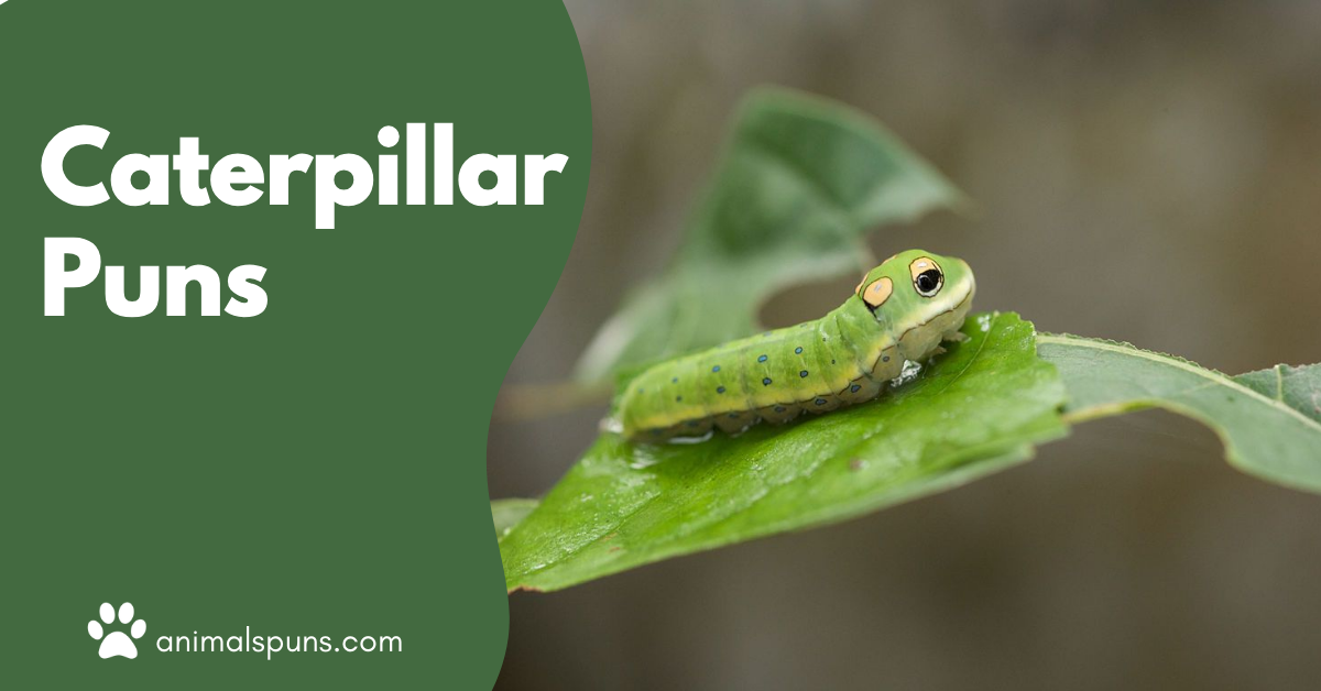 Caterpillar puns