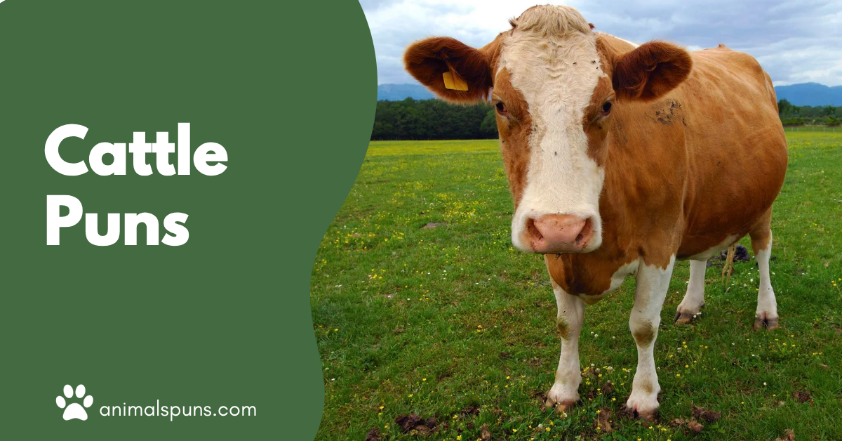 Cattle puns