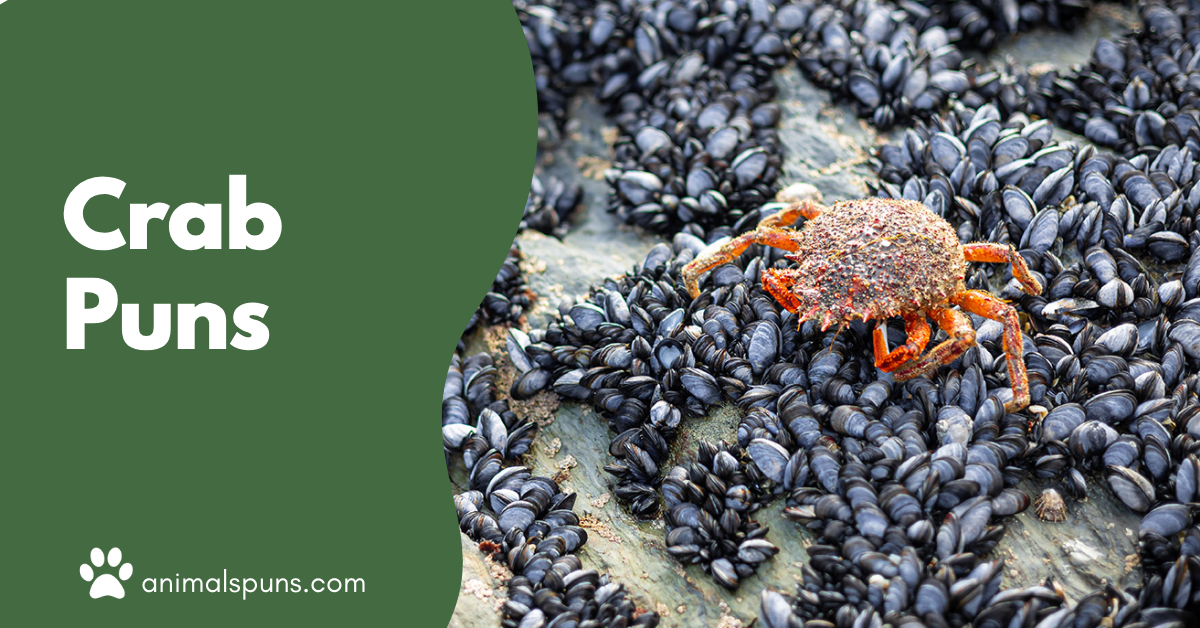 Crab puns