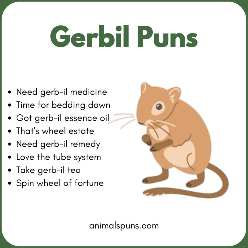Short One-Liner Gerbil Puns: gerbil pun illustration