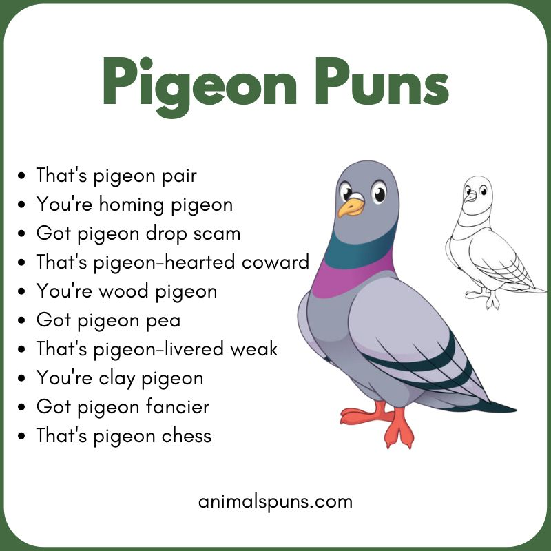 Short One-Line Pigeon Puns: pigeon pun illustration