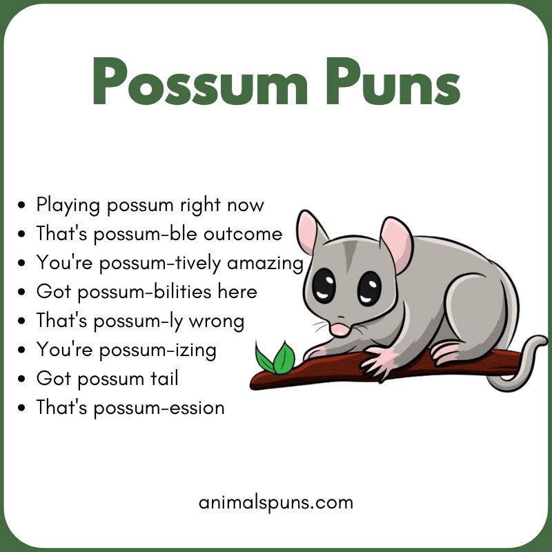 Cute Possum Puns: possum pun illustration