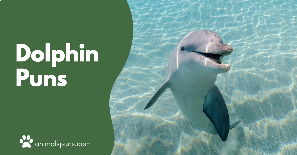 Dolphin puns