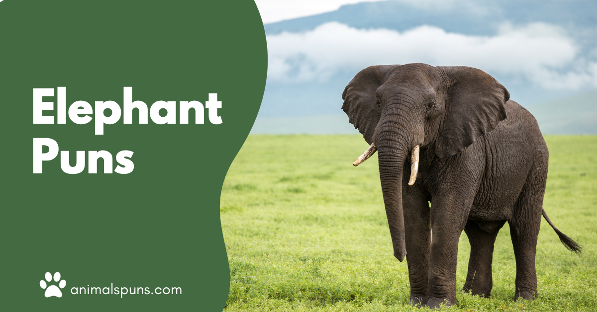 Elephant puns