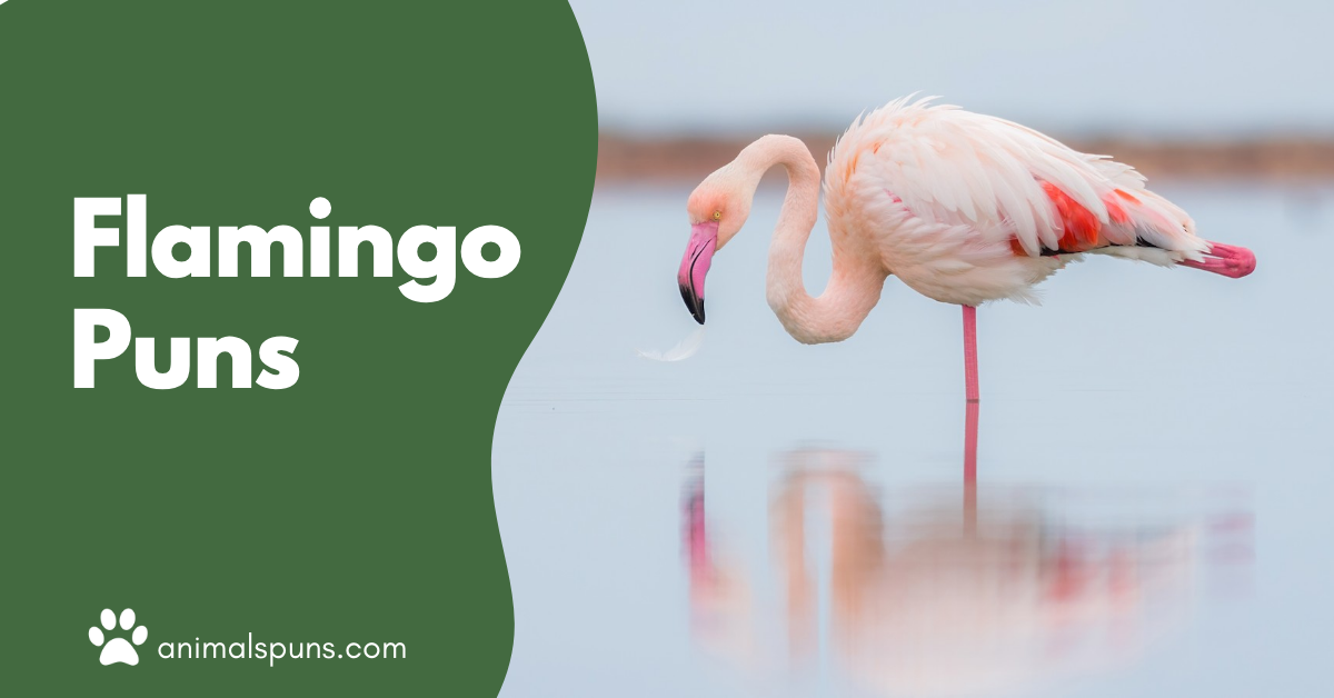 Flamingo puns