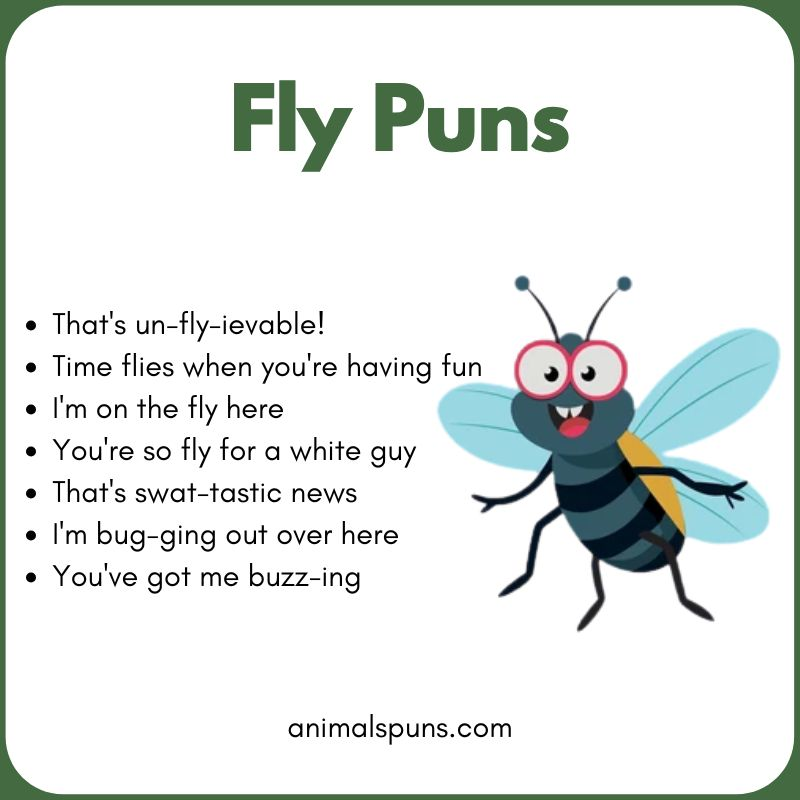 Short One-Liner Fly Puns: fly pun illustration
