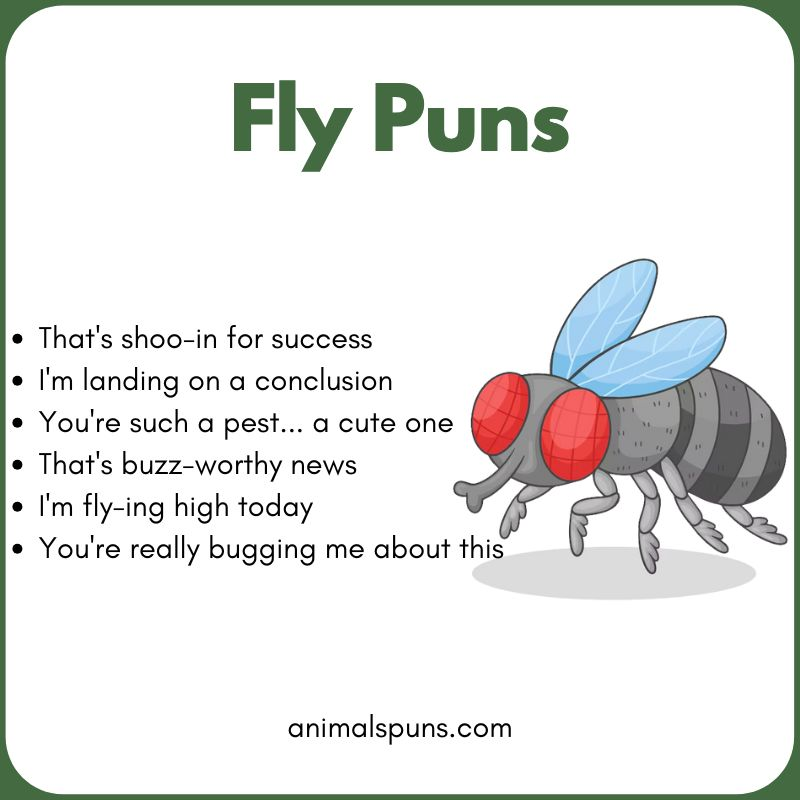 Best Fly Puns of All Time: fly pun illustration