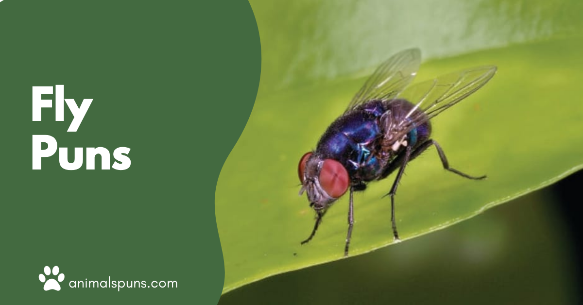 Fly puns