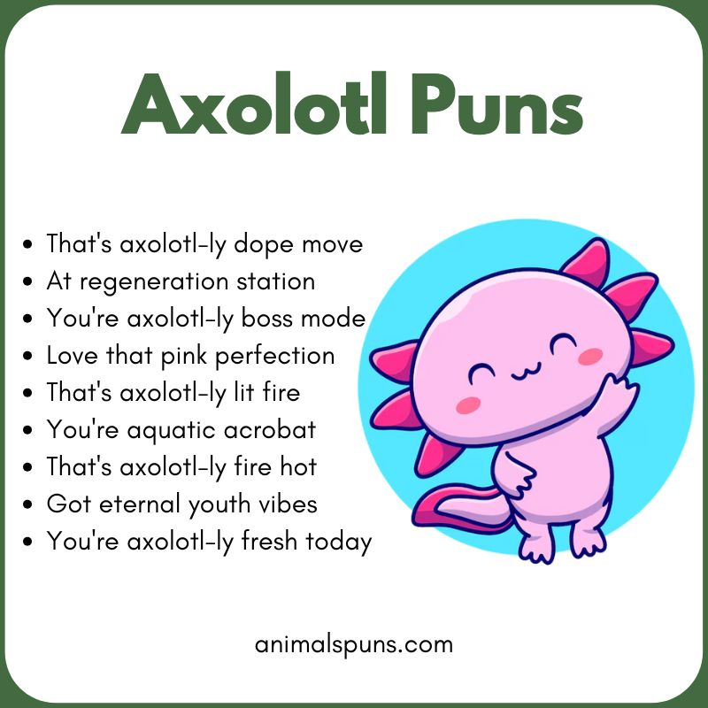 Short Axolotl One-Liners: axolotl pun illustration
