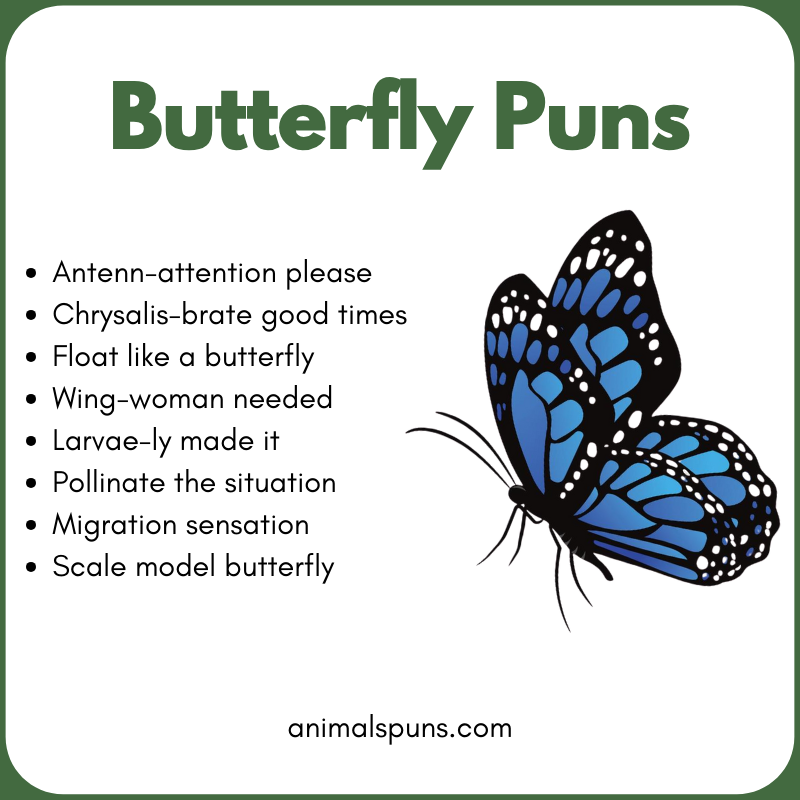 Cute Butterfly Puns for Kids: butterfly pun illustration