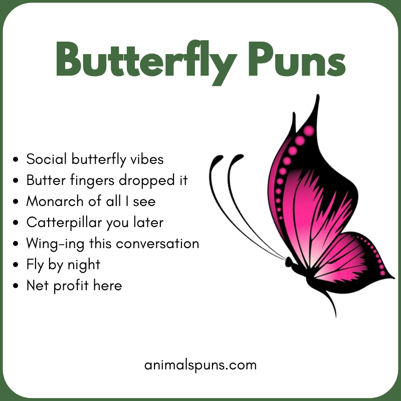 Short One-Liner Butterfly Puns: butterfly pun illustration