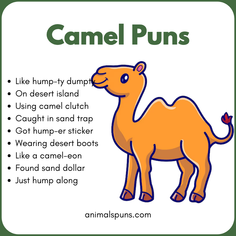 Funny Camel Jokes That Hit Different: camel pun illustration