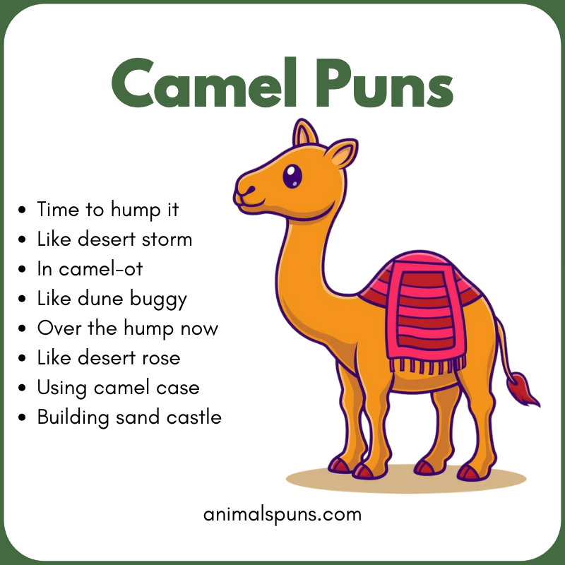 Cute Camel Puns for Animal Lovers: camel pun illustration