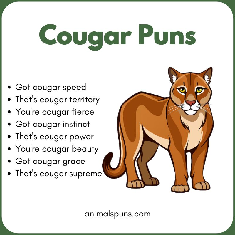 Best Cougar Puns of All Time: cougar pun illustration