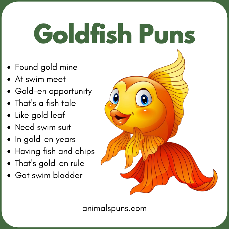One-Liner Goldfish Puns: goldfish pun illustration