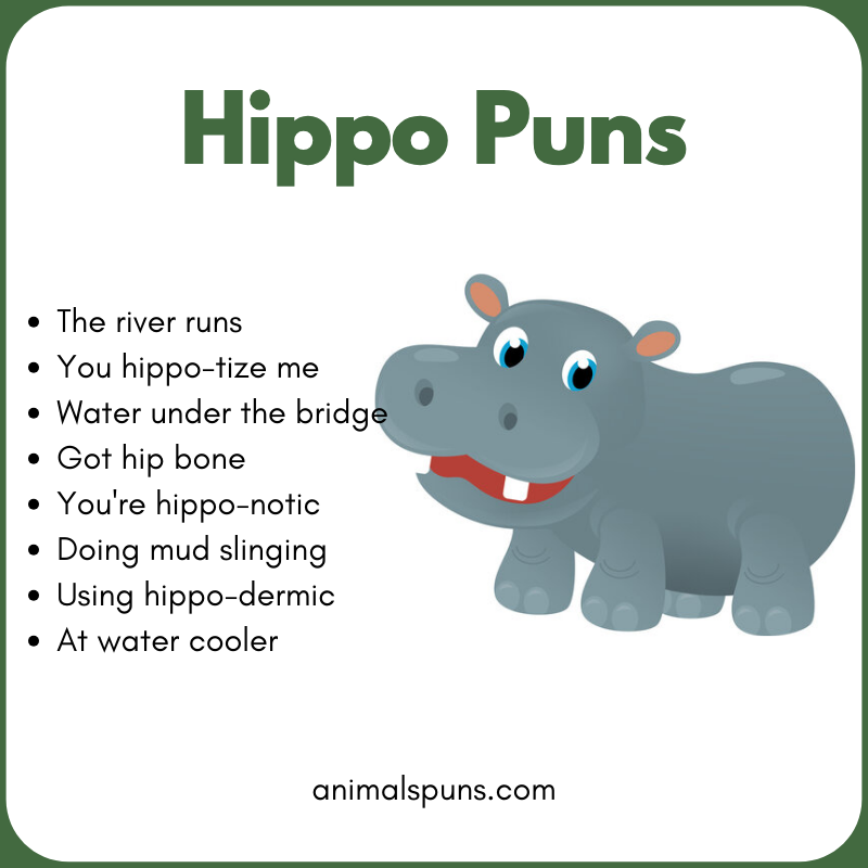 Best Hippo Puns of All Time: hippo pun illustration