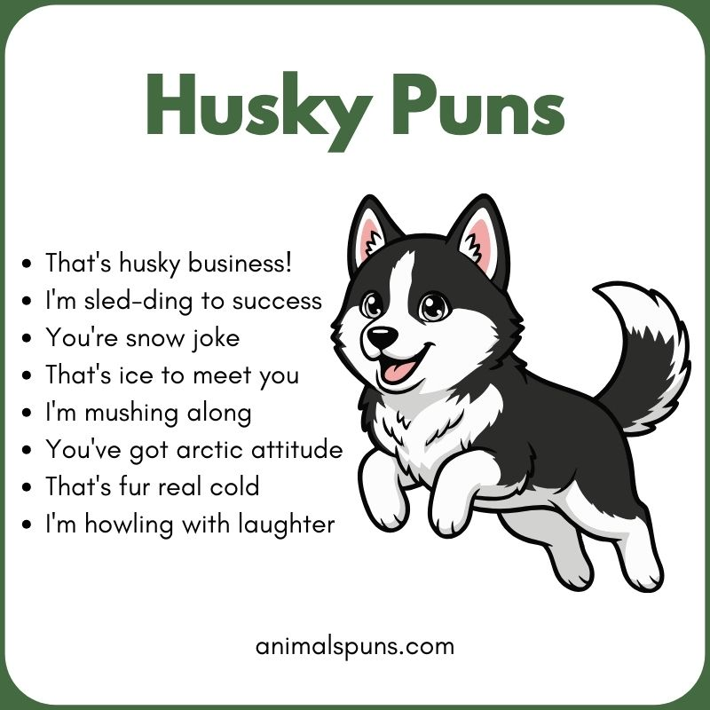 Best Husky Puns of All Time: husky pun illustration