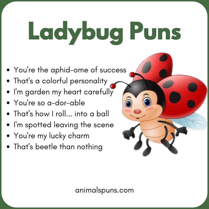 Short One-Liner Ladybug Puns: ladybug pun illustration