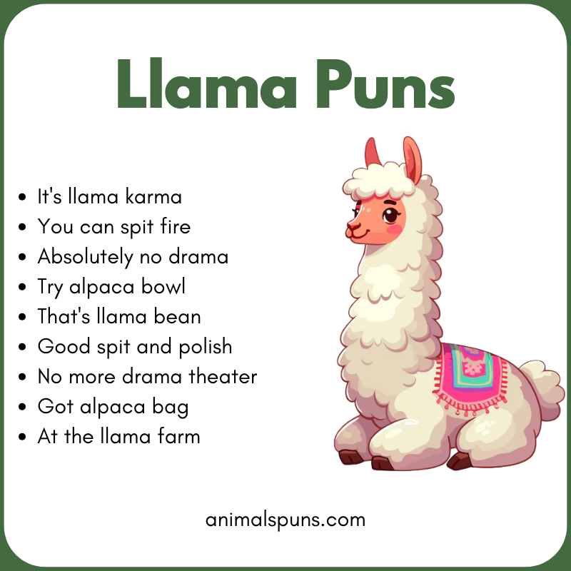Funny Llama Puns for Kids: llama pun illustration