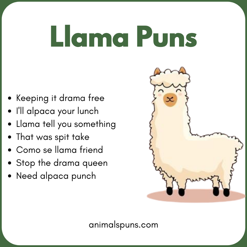 Best Llama Puns of All Time: llama pun illustration