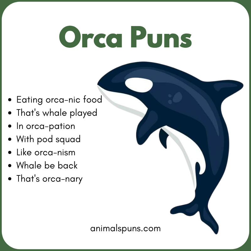 Killer Whale Puns That Slay: orca pun illustration