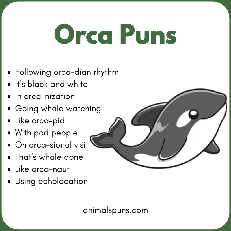 Cute Orca Puns for Ocean Lovers: orca pun illustration