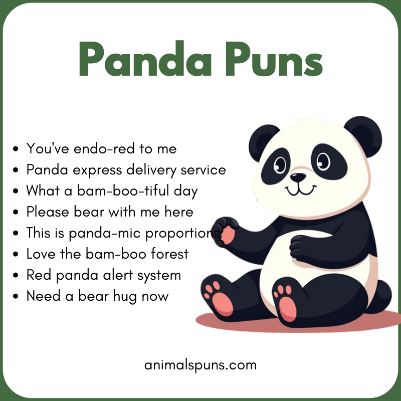 Best Panda Puns of All Time 🐼: panda pun illustration