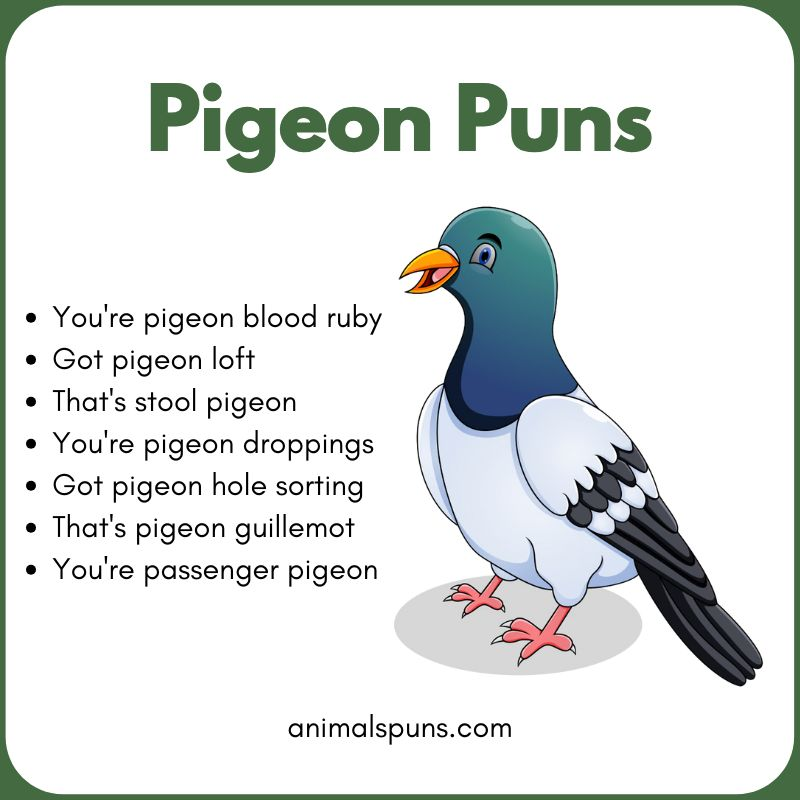 Best Pigeon Puns of All Time: pigeon pun illustration
