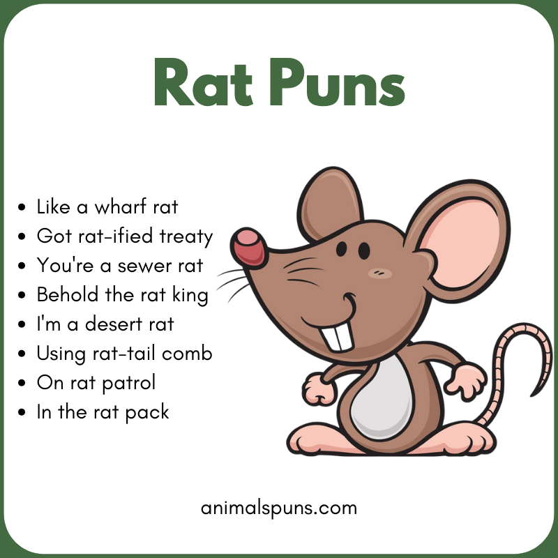 Rat Puns for Kids 🧒: rat pun illustration