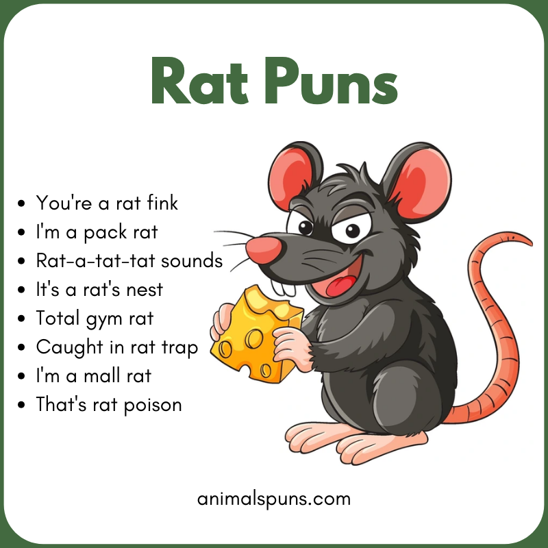Rat One-Liners That Hit Fast: rat pun illustration