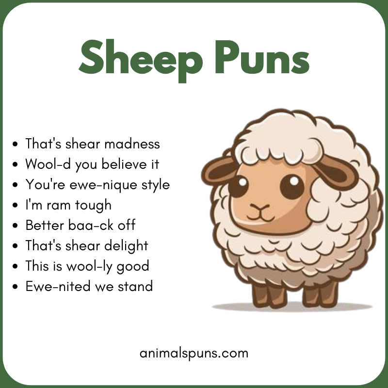Best Sheep Puns of All Time: sheep pun illustration