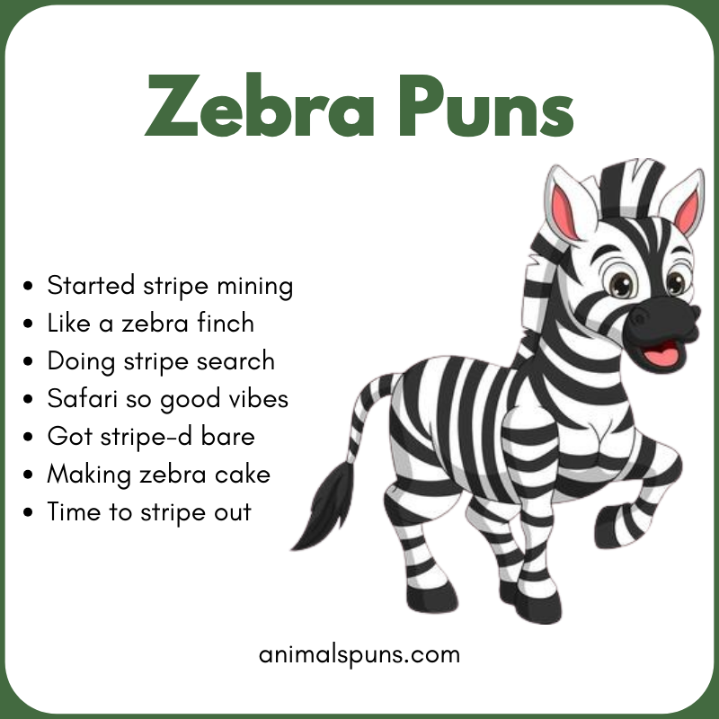 Best Zebra Puns of All Time: zebra pun illustration