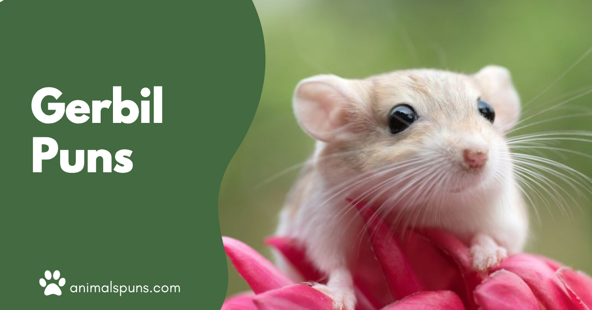Gerbil puns