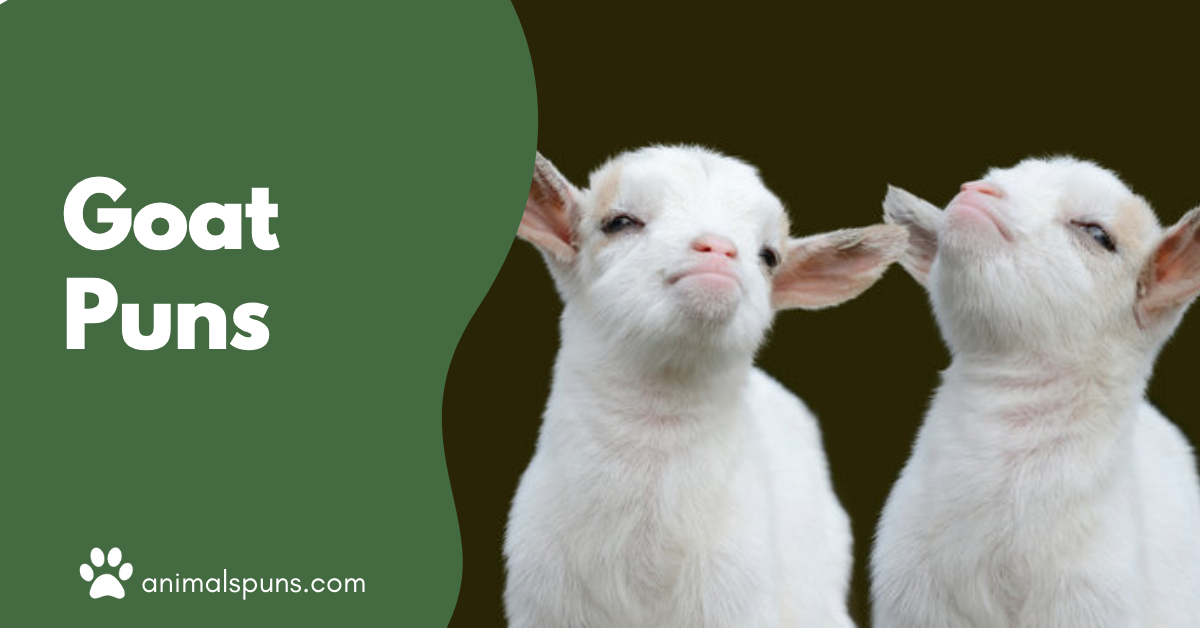 Goat puns
