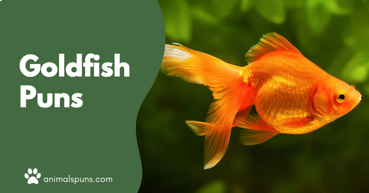 Goldfish puns