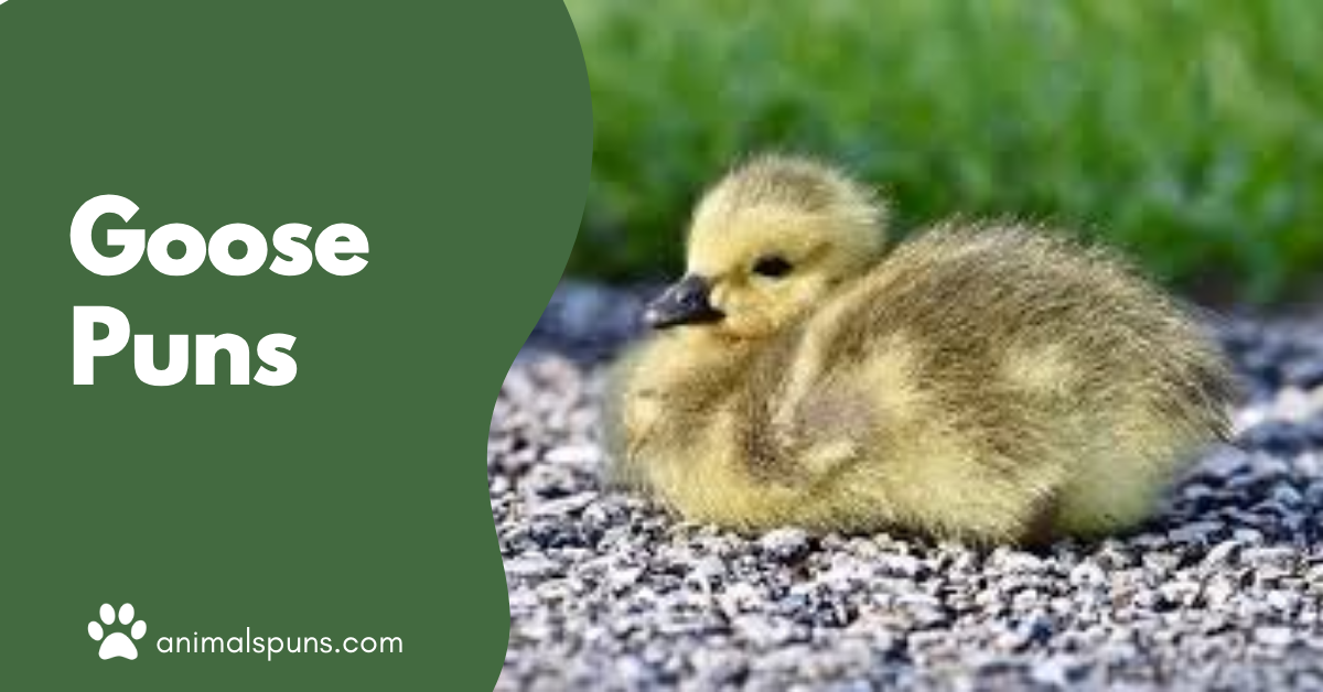 Goose puns