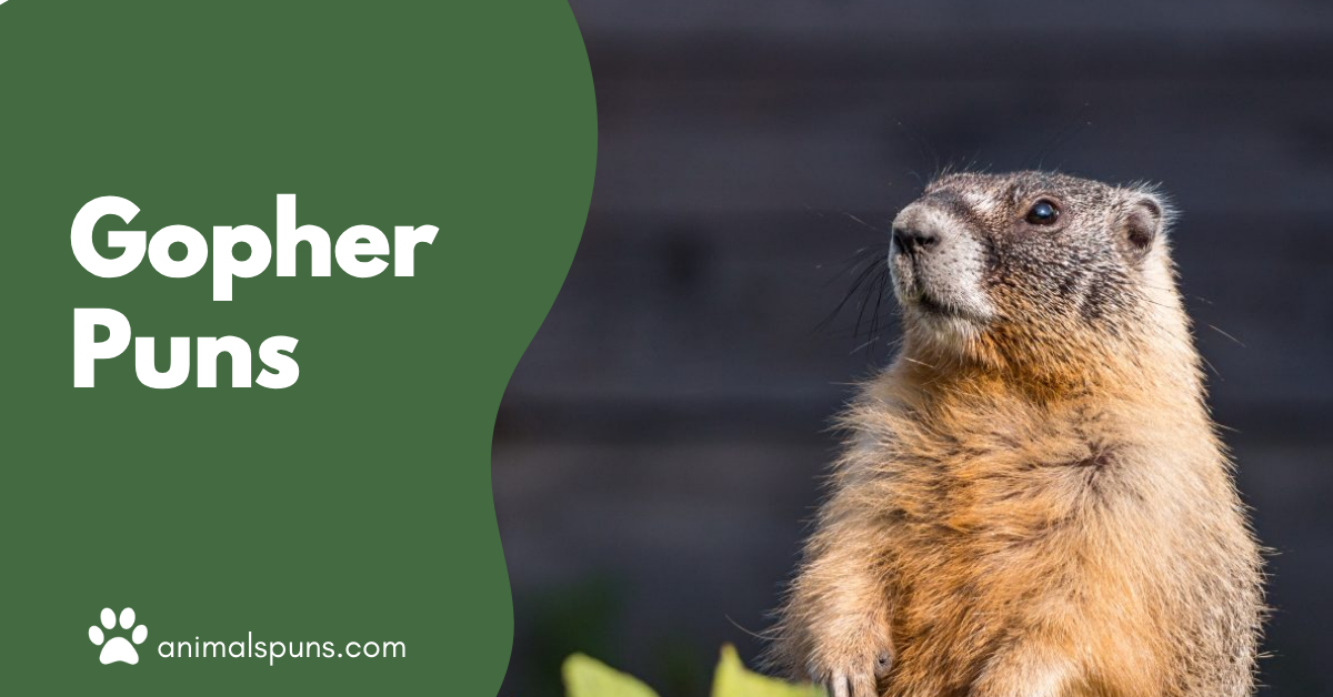 Gopher puns