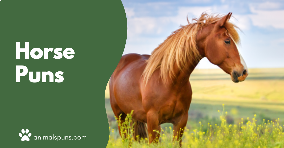 Horse puns